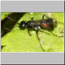 Priocnemis melanosoma - Wegwespe w03a 7mm OS-Hasbergen-Lehmhuegel-det.jpg